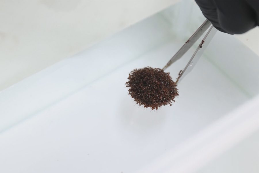 紅火蟻在水面結筏  清大推翻表面張力說