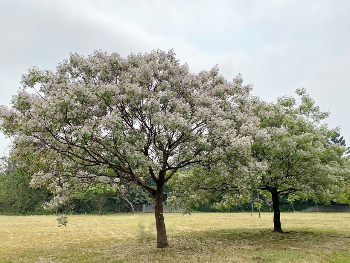 嘉市北香湖公園南洋櫻盛開  賞櫻免出國