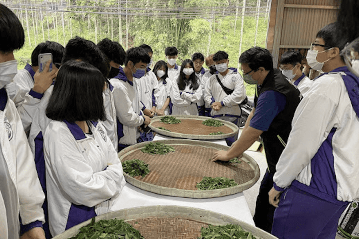 新北市三峽茶鄉推出食農教育課程     實地體驗茶文化認識在地茶產業