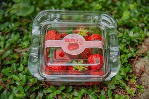 臺灣第一個「碳標籤」認證草莓誕生！