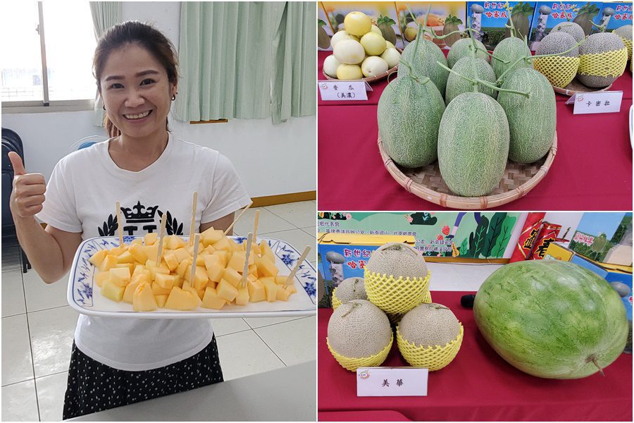 壯圍哈密瓜開始採收　鄉公所邀您健走饗瓜趣