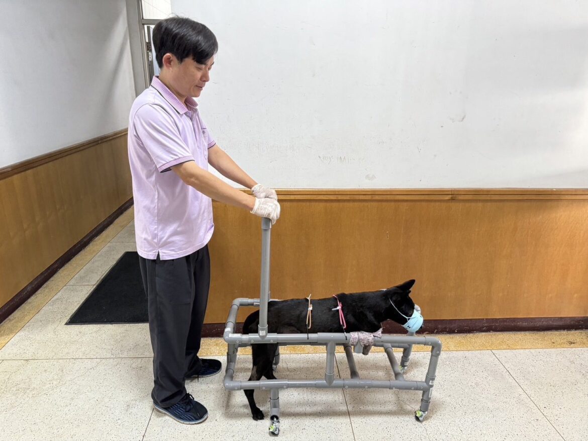 嘉義家畜所救援成功!為斷肢犬隻「酷斯拉」找到新主人