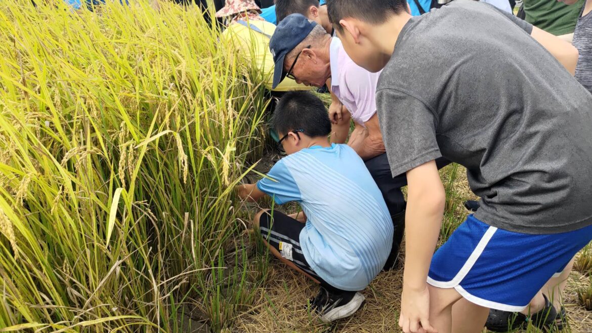友善耕作保育棲地    打造金山完善生態綠網