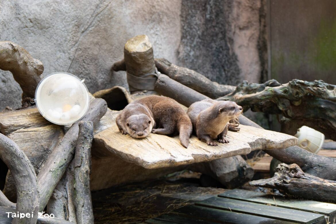 廢棄漂流木再利用　打造臺北市立動物園生態友善設施