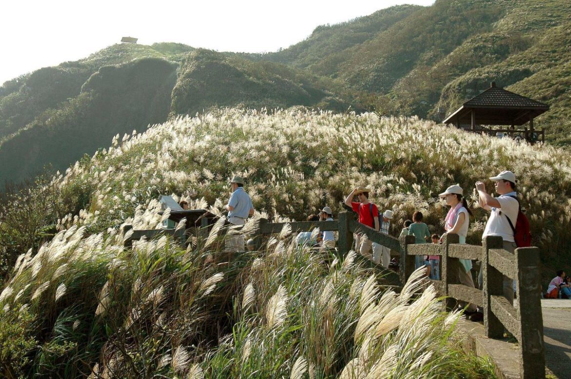 「草嶺古道芒花季」台灣好行推限定套票只要150元