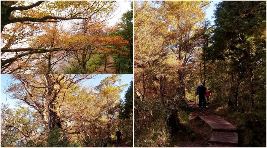 太平山台灣山毛櫸旺季又到了　翠峰景觀道路將實施動態總量管制