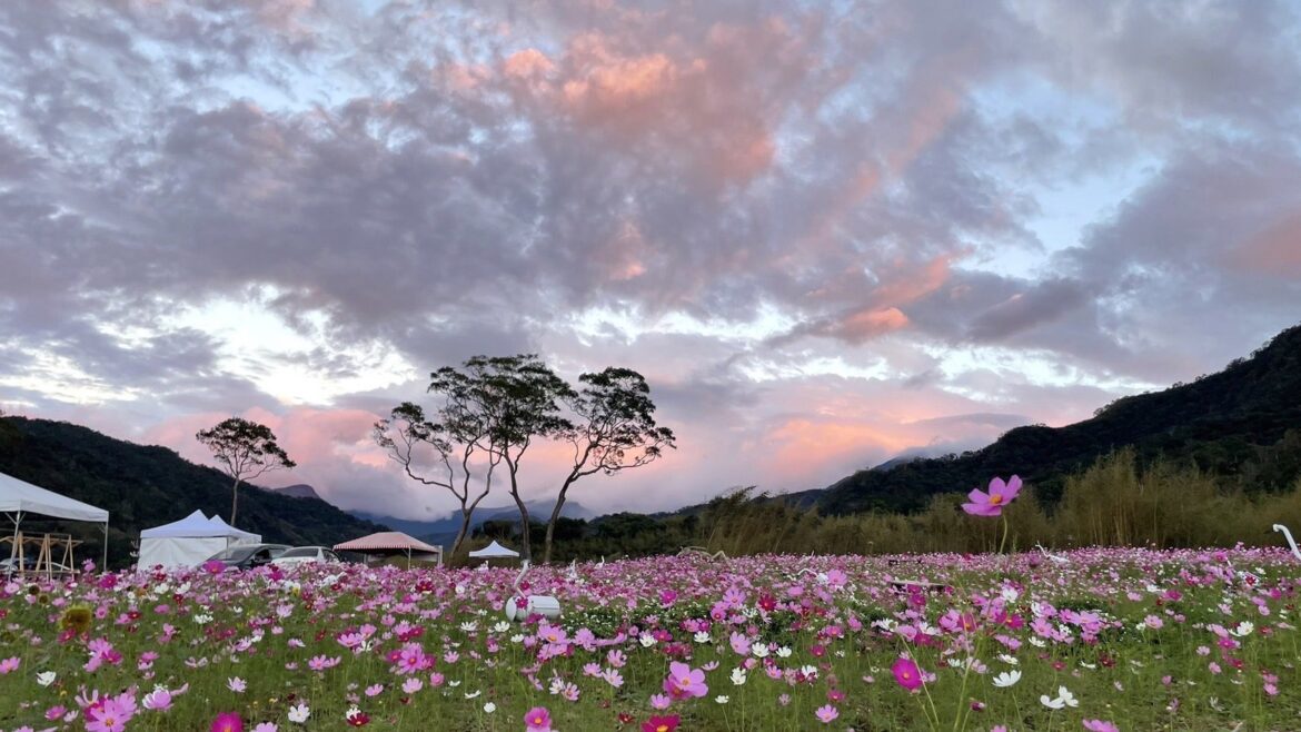 桃園花彩節2024石秀灣秘境遊湖賞花海  奇蹟綻放耀眼登場！