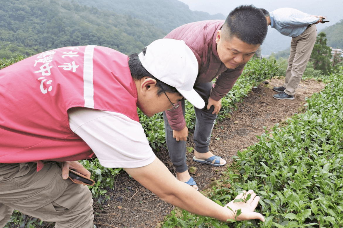 颱風豪雨毀茶園     新北茶農現金救助開跑 11/18截止