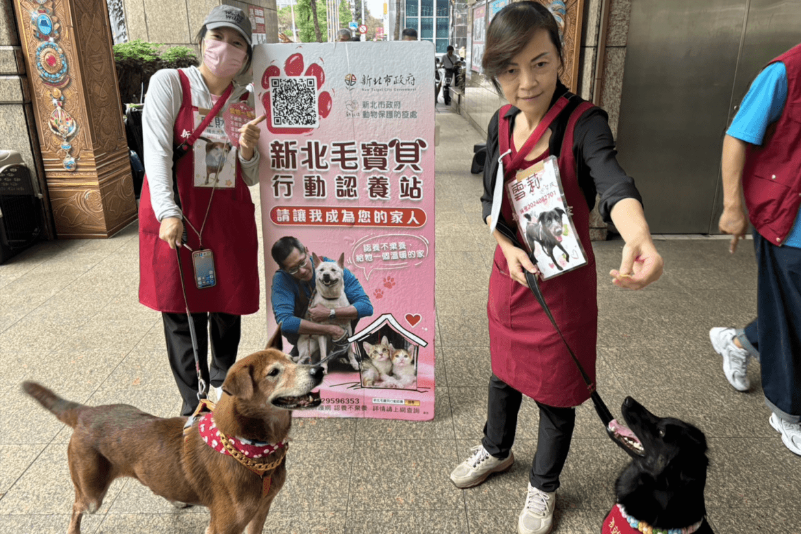 1+1犬貓認養會開跑     光棍節一起給毛寶貝一個溫暖的家