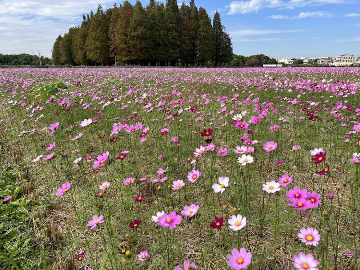 員林市南區公園旁營造繽紛花海　大波斯菊花田綻放農田新活力