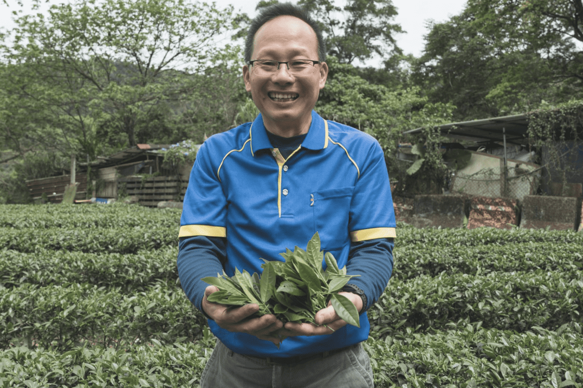 深坑茶香四溢     黃土水領軍奪特等獎     包種茶正值最佳品嚐季