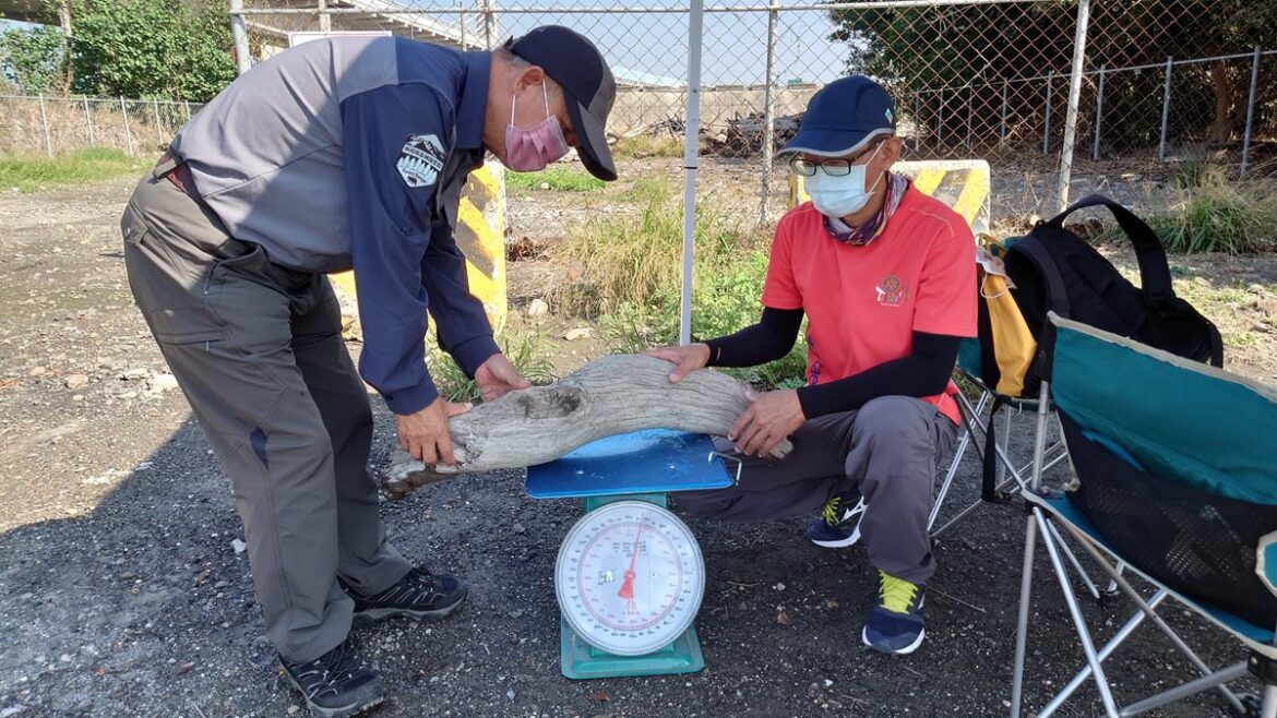 自然保育署開放濁水溪流域漂流木撿拾　民眾可上網查詢最新資訊