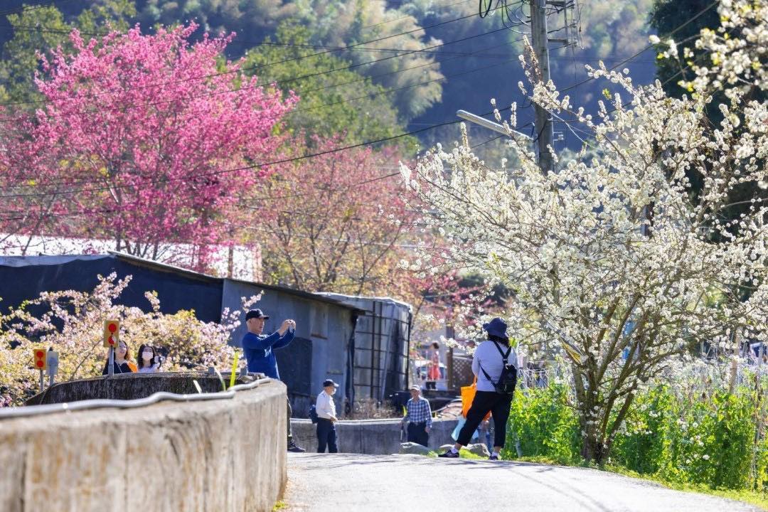 迎春賞花 信義鄉草坪頭櫻花季美景驚豔