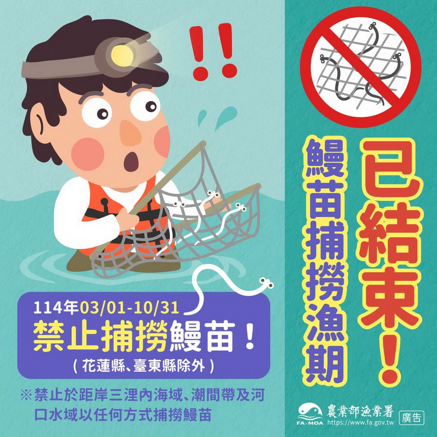 鰻苗捕撈期即將結束　3/1起禁捕8個月