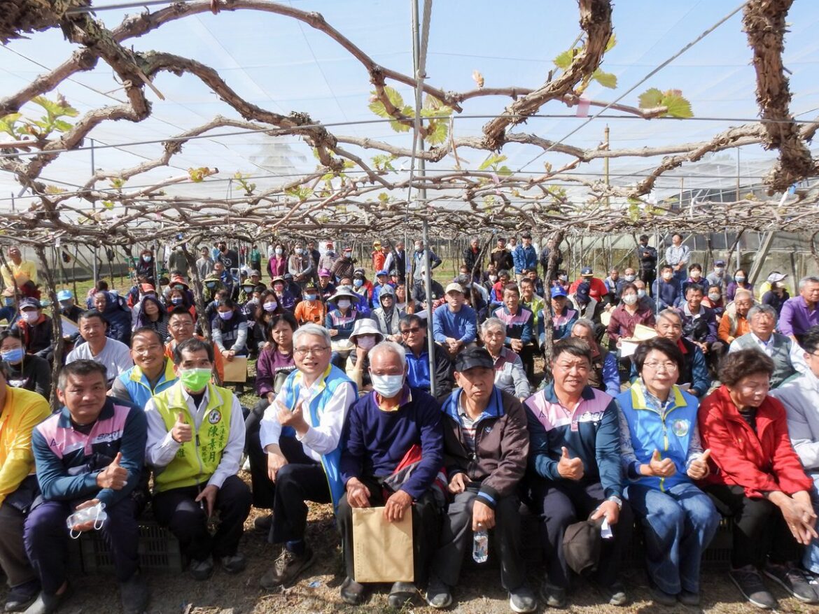 中區農改場推廣葡萄優化氰滿素催芽技術 　葡萄生產沒煩惱