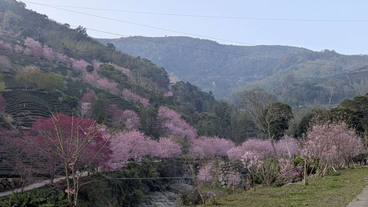 雲林草嶺石壁櫻花季盛大綻放　40萬人共賞粉色夢幻花海