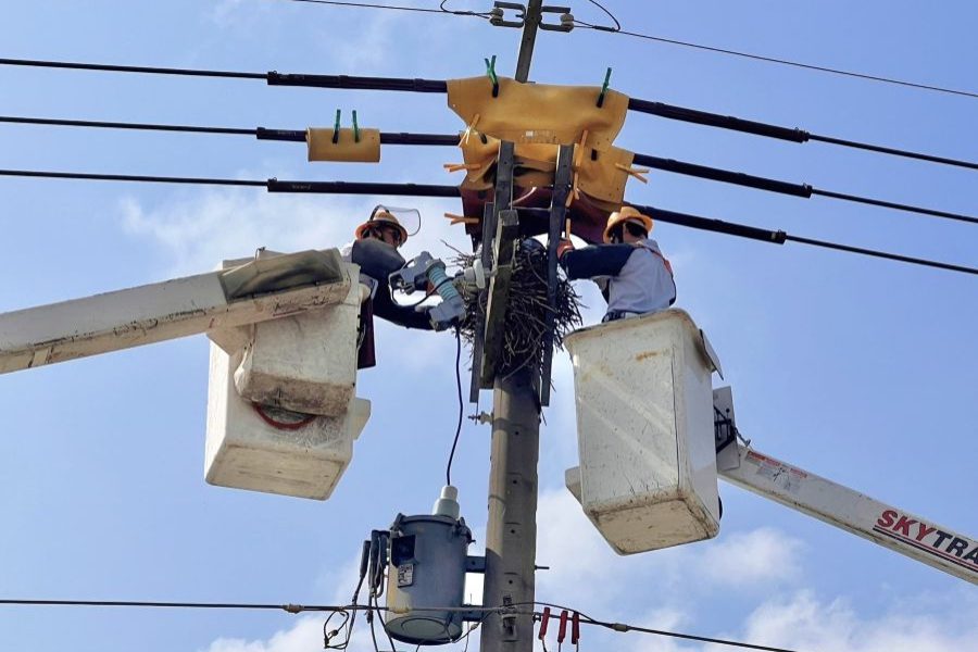 驚蟄到禽鳥活躍　台電出動逾4千人護供電線路