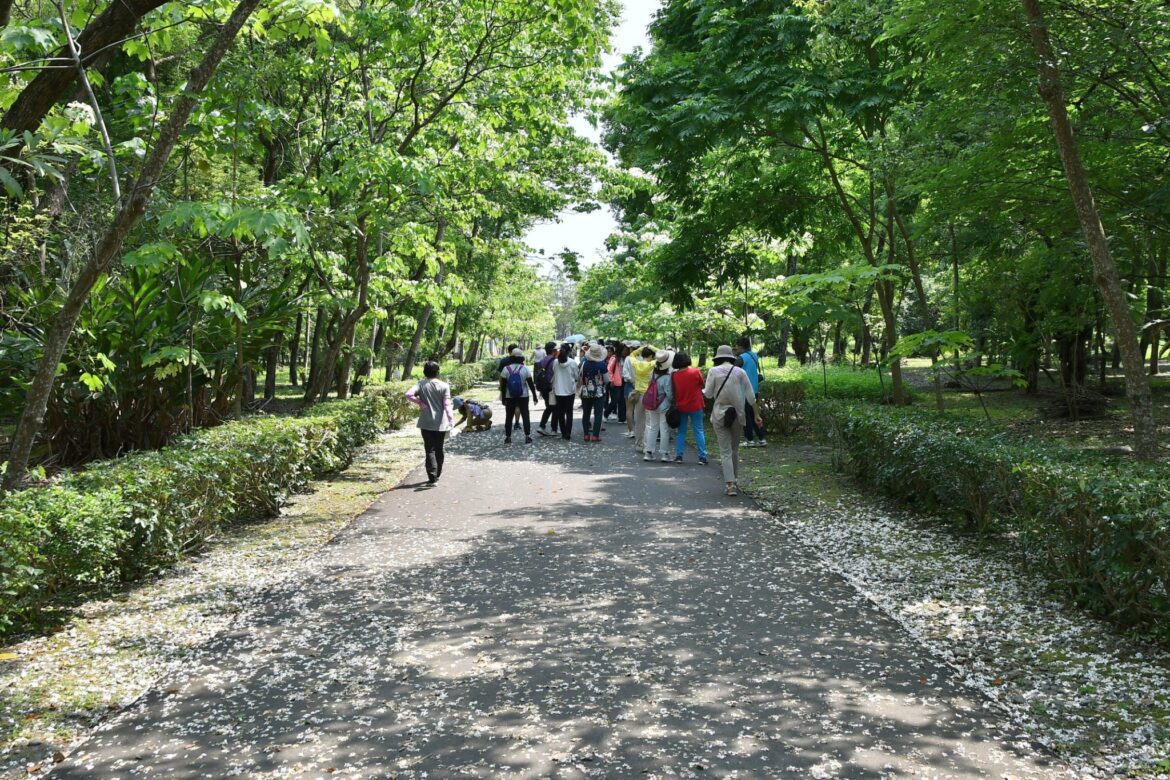 吉安鄉四月雪桐花漫舞  游淑貞邀遊共賞
