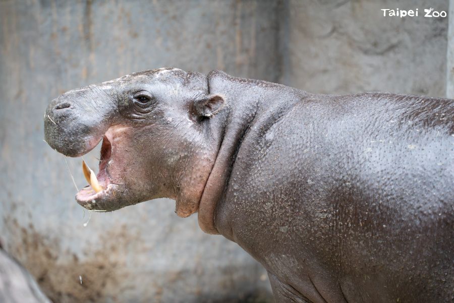 從新加坡來台僅4個月　北市動物園侏儒河馬Thabo病逝
