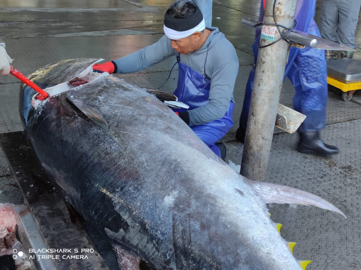 為漁業注入新活力　臺東捕獲第一黑鮪魚獎勵20萬