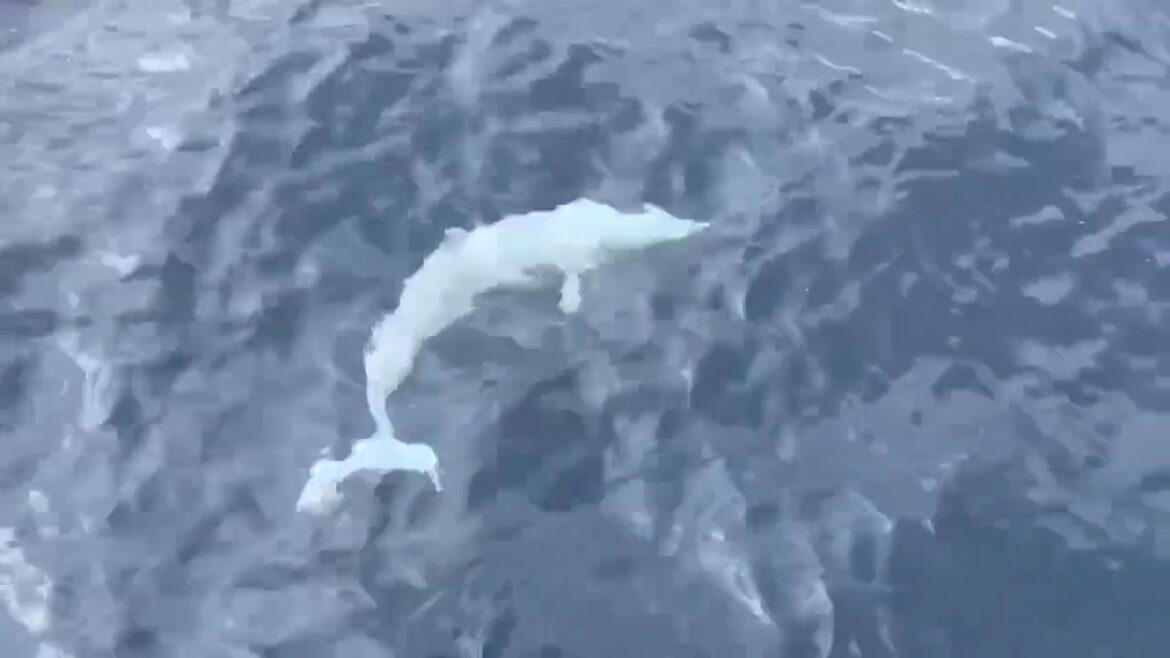 影音/白化飛旋海豚現身龜山島海域 遊客超驚喜