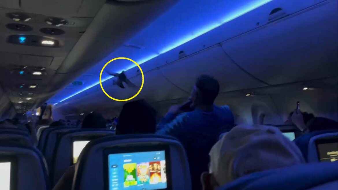 影音/達美航空客機上鴿子亂飛 乘客傻眼