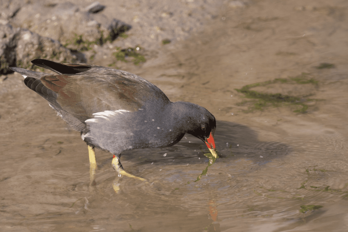 春夏賞鳥正當時     新北大漢溪濕地花開鳥鳴     生態美景盡收眼底