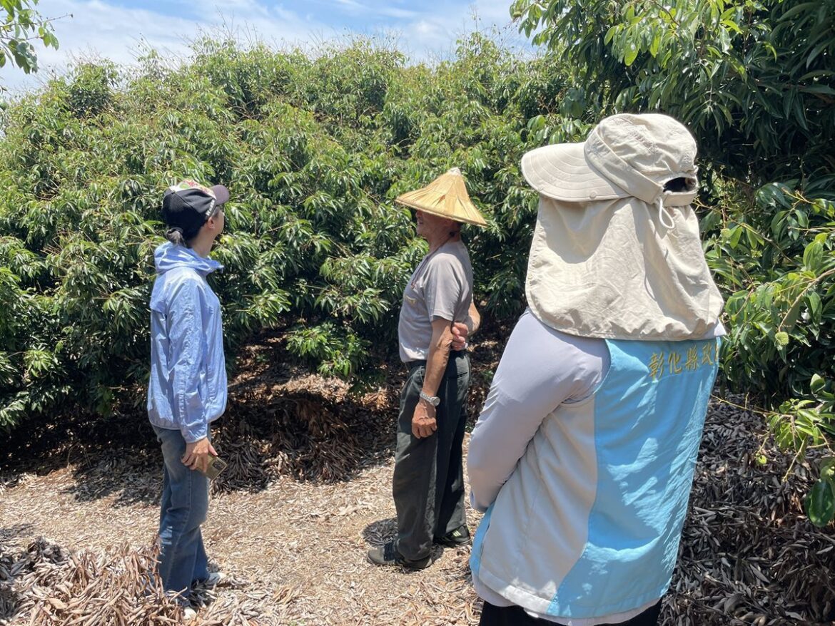 彰化荔枝受損符合天然災害現金救助標準   呼籲符合規定農民向公所申報