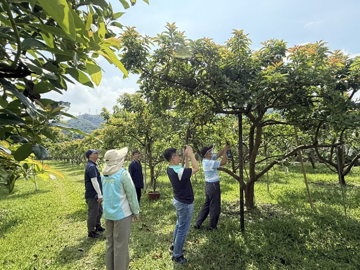 彰化縣辦理酪梨低溫天然災害現金救助  申請救助農民向土地所在公所申報