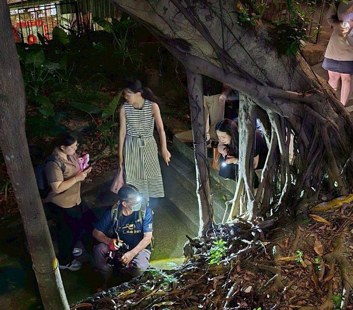 殼上長毛的原生台灣盾蝸牛銘傳大學現蹤　校園夜間生物多樣性調查收穫豐