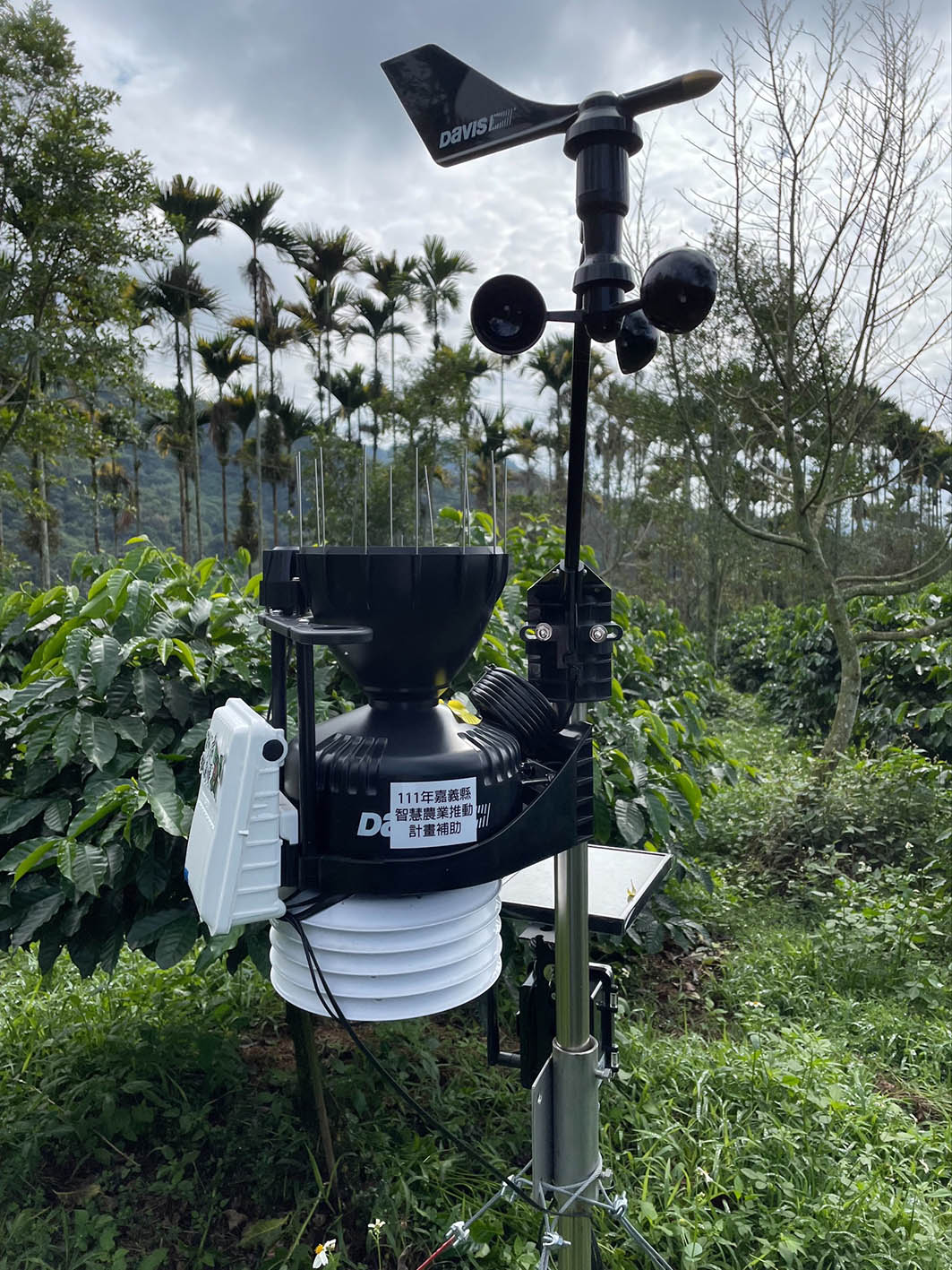 智慧科技助攻　嘉義縣政府輔導咖啡園轉型提升品質