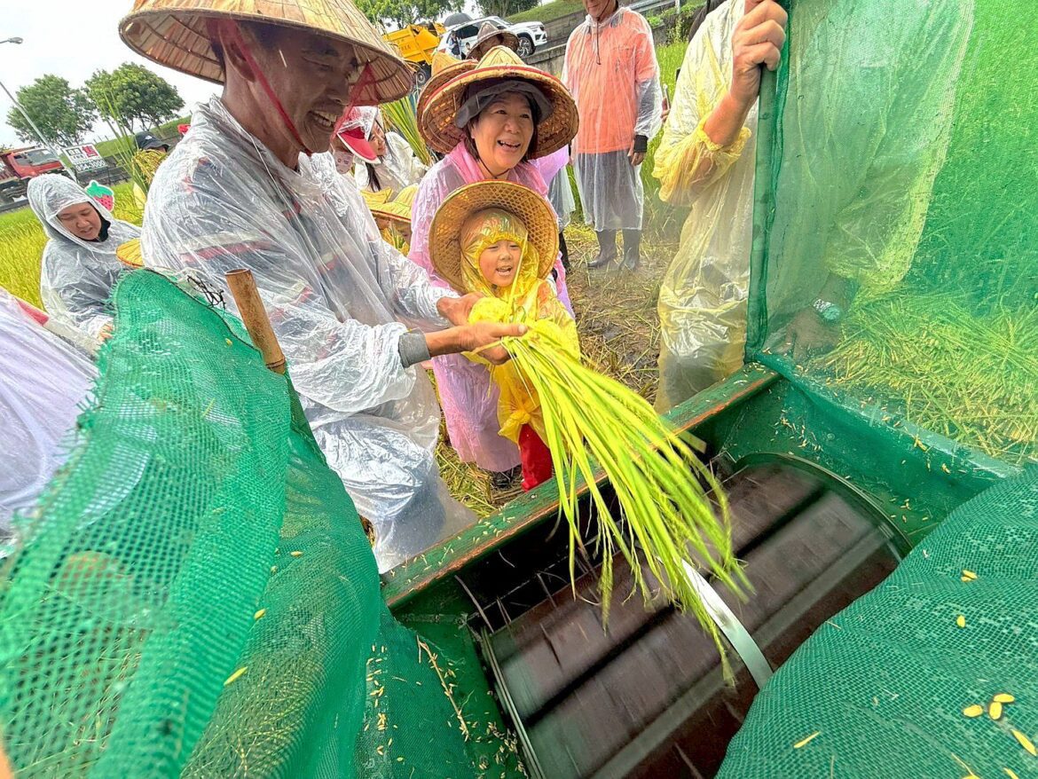 羅東鎮立幼兒園食農教育    親師生攜手割稻慶豐收
