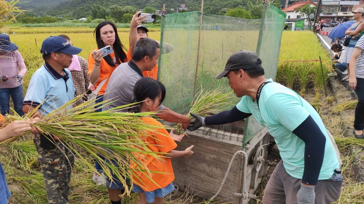 友善耕作修復農地   「作伙來割稻」體驗收割喜悅