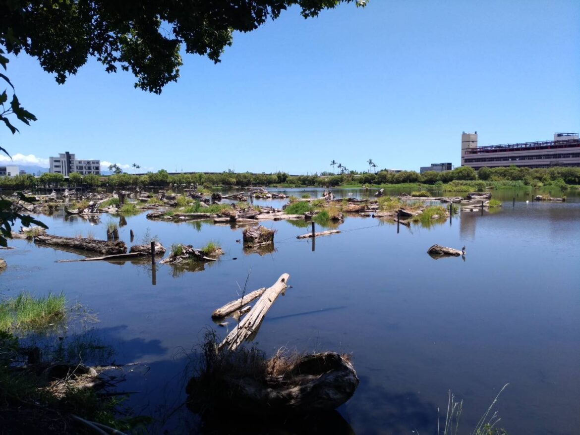 營造原生魚類安全生存環境  羅東林業文化園區移除外來魚種