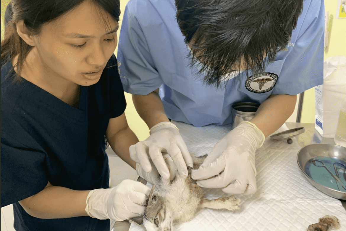 不只看門診更要學救援!新北動保處提供獸醫系學生實習     強化臨床與實務經驗