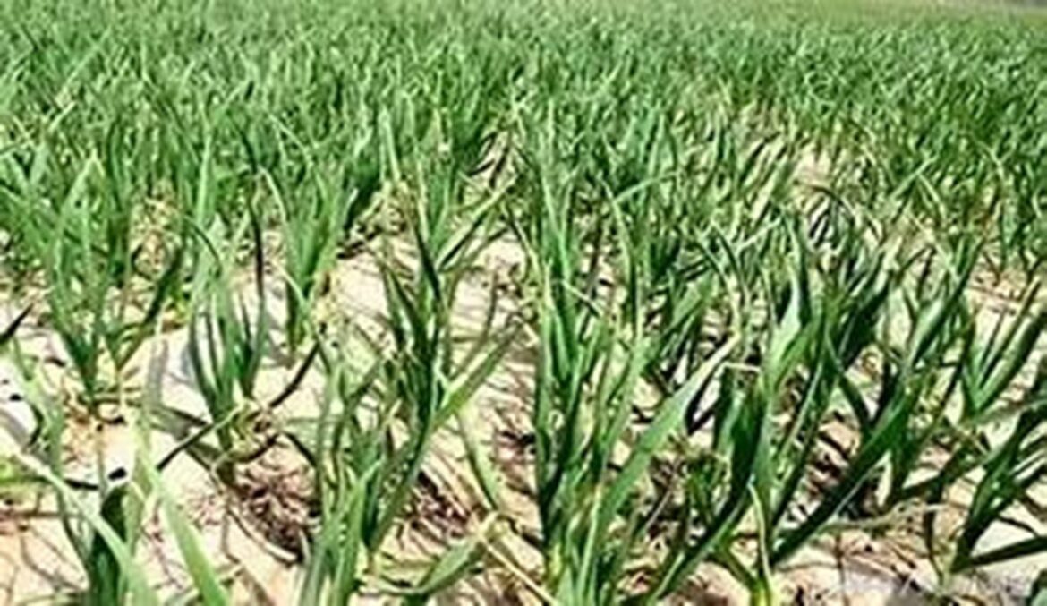 為穩定大蒜供應產銷平衡  114年大蒜種植登記開跑 合理種植穩收益