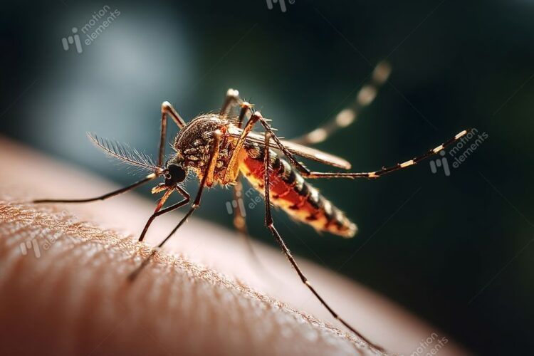 一鍵看懂｜屈公病是什麼？此「症狀」與登革熱不同　恐痛到無法行動