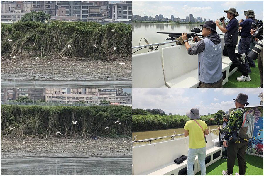 埃及聖䴉持續威脅本土生態 宜蘭與新竹林保分署聯手擴大移除