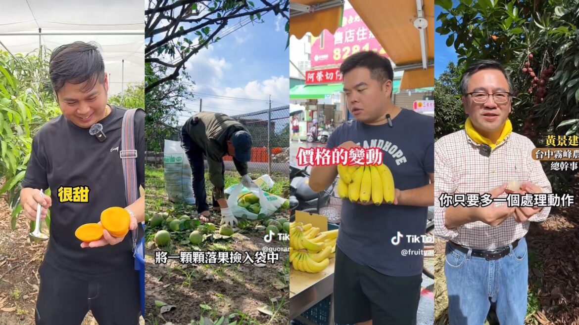 打破通路侷限     農民用TikTok短影音推銷盛產水果     開啟產銷新模式