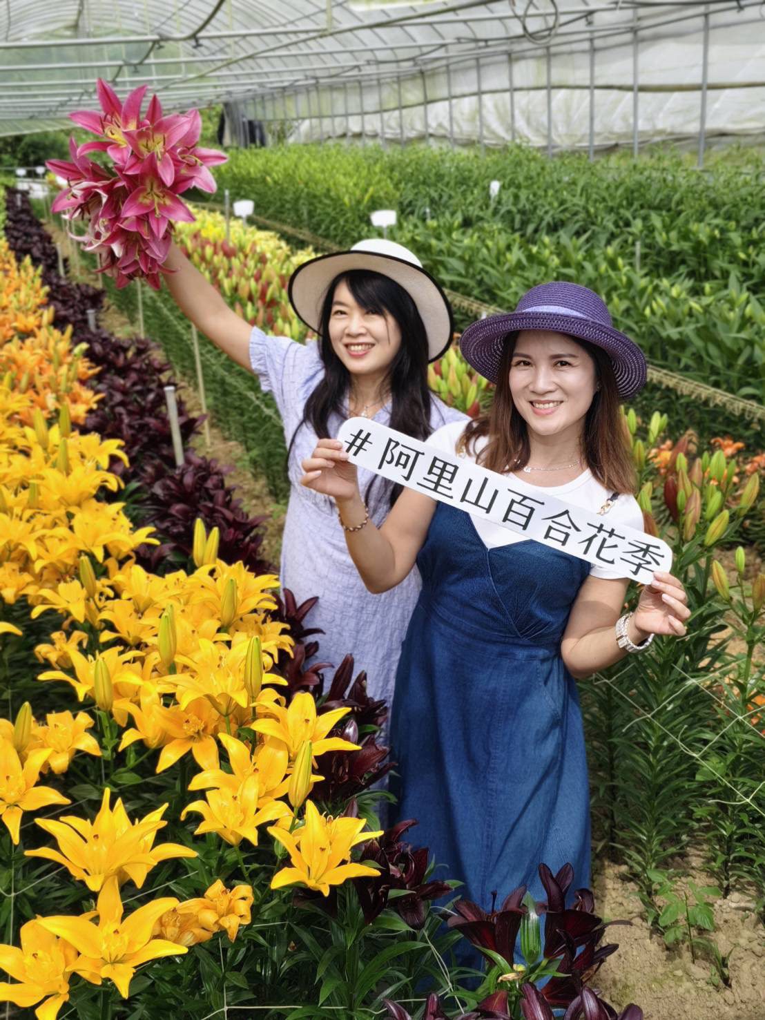 第2屆「阿里山百合花季」登場  40種百合新品種驚豔阿里山