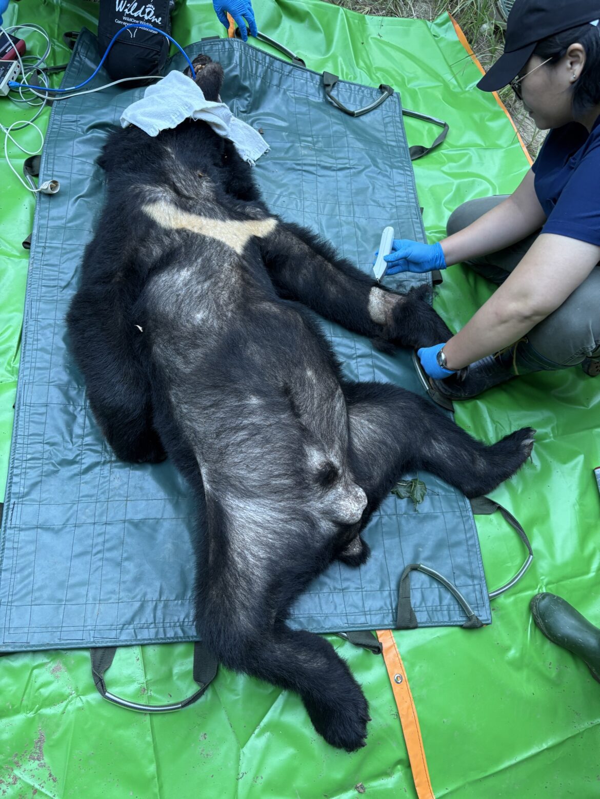 影音/花蓮林業分署捕獲野放擾黑熊  成功守護部落族人與產業安全