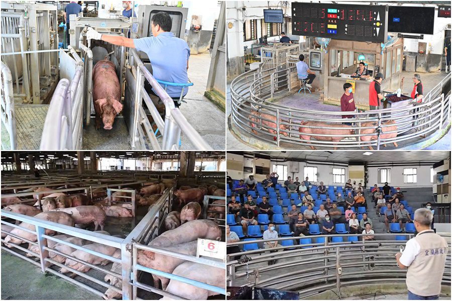 影音/豬隻禁運禁宰解除 宜縣首日拍賣559頭 每公斤平均107.8元