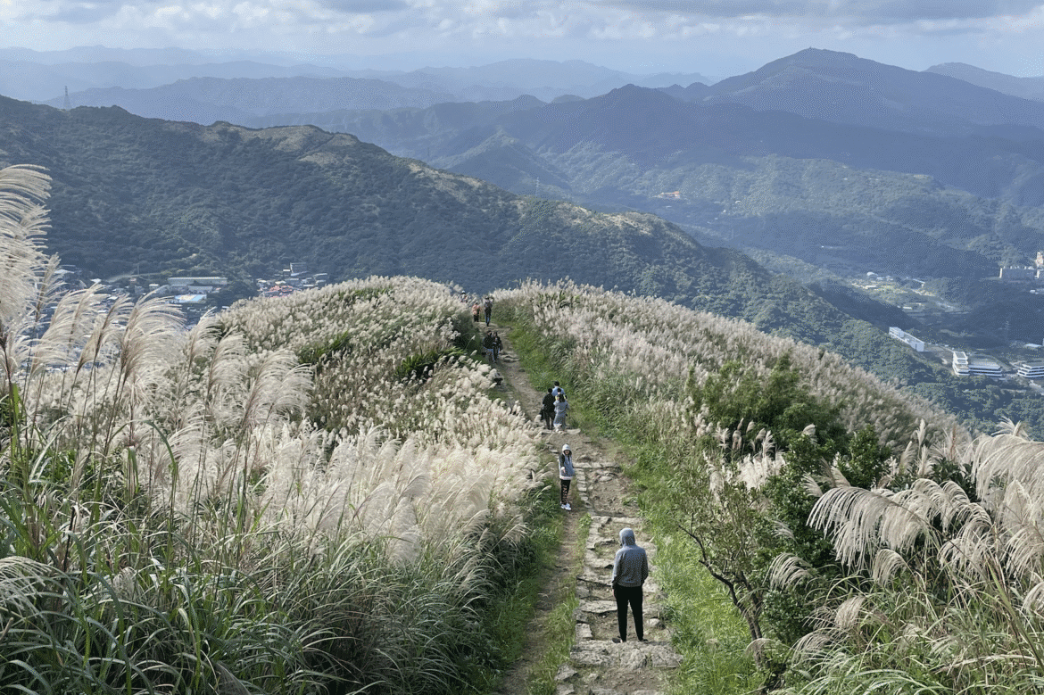 新北九份芒花季浪漫登場     銀白芒花海交織蔚藍海景     壯麗景緻超療癒
