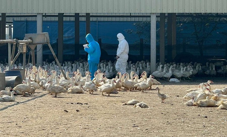 雲林爆發入冬首例禽流感疫情   撲殺銷毀5,267隻肉鴨