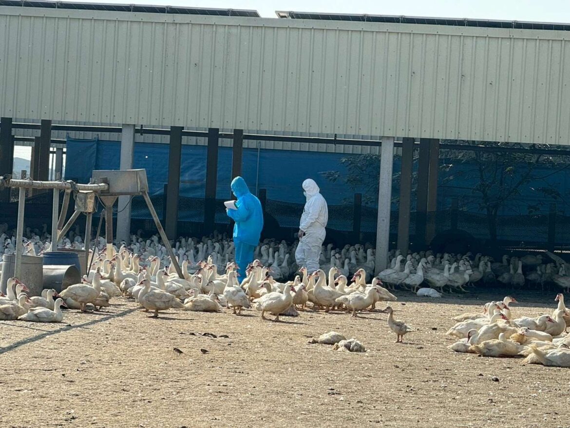 雲林入冬首例禽流感案例   籲「禽」落實生物安全