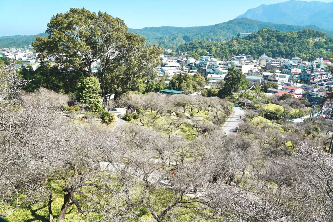 嘉義梅山公園現「平地雪」美景  1月底前把握賞花時機