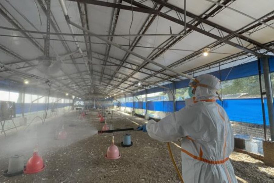 南市後壁雞場確診H5N1禽流感 撲殺上萬隻蛋中雞