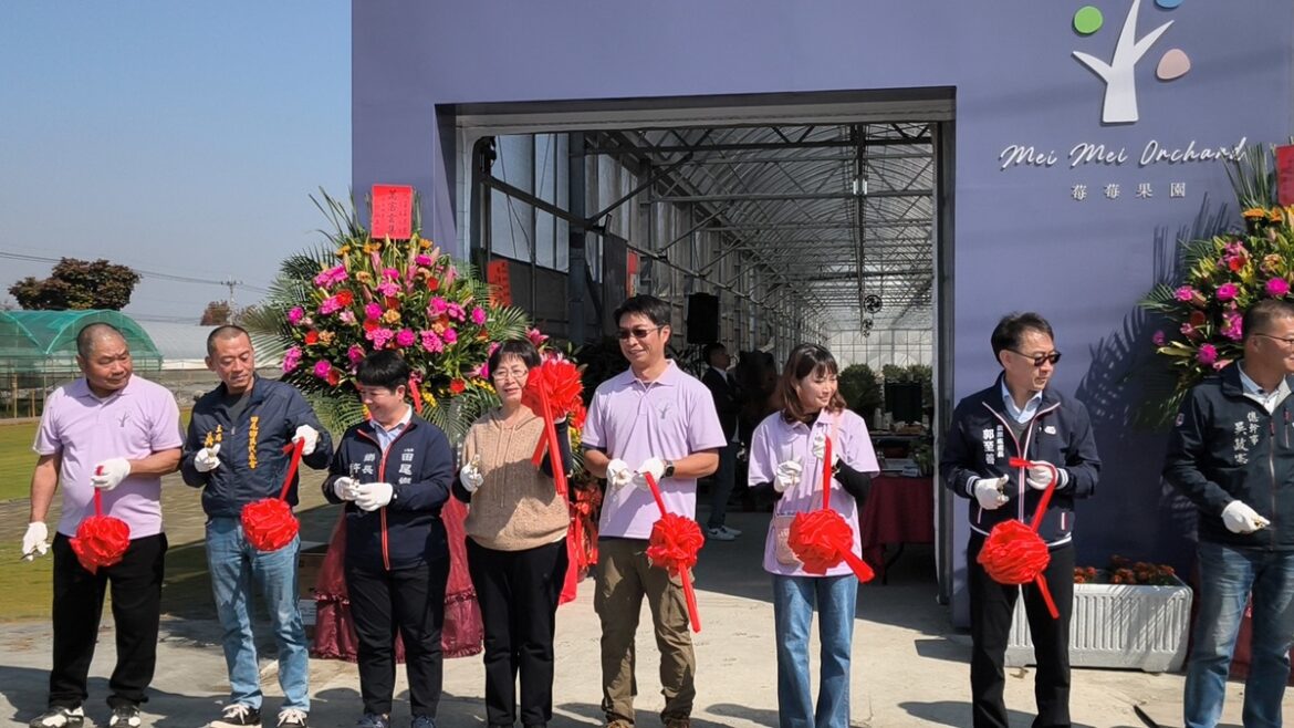 紫色寶石閃耀田間！  田尾「莓莓果園」成功實現本土化大規模種植