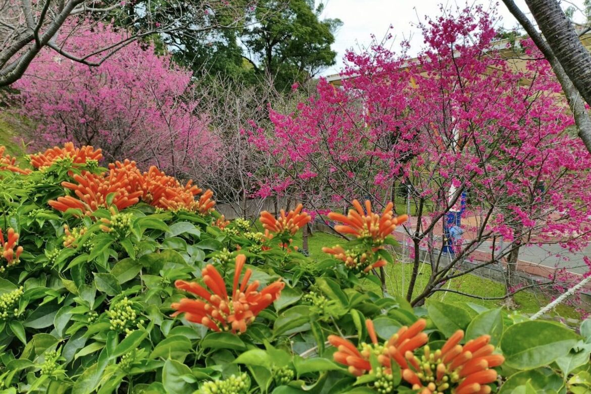 櫻花、炮仗花接力盛開！鶯歌永吉公園春季花季開跑     繽紛花海美不勝收