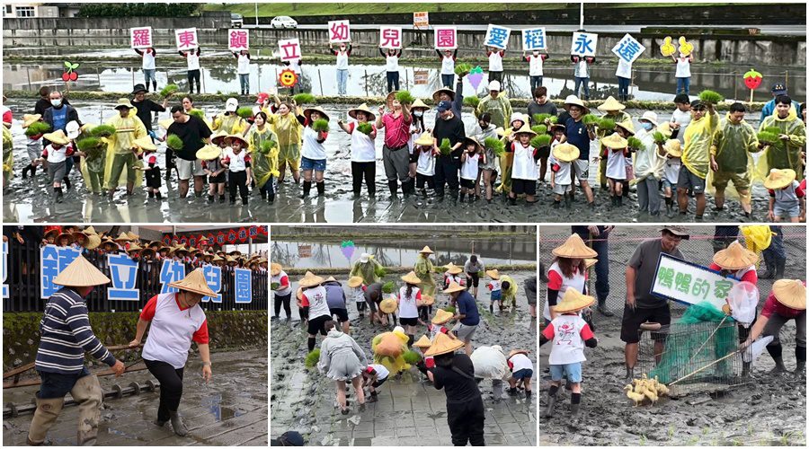影音/食農教育．愛稻永遠 羅東幼兒園親師生插秧趕鴨趣